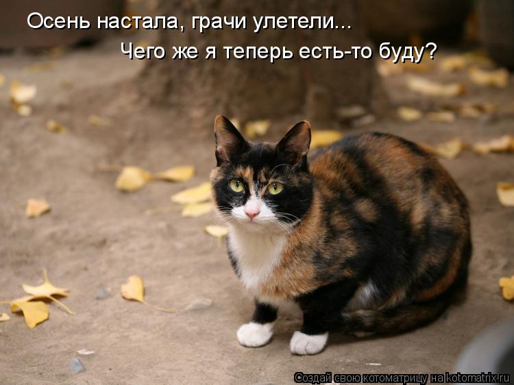 Осень настала, грачи улетели... Чего же я теперь есть-то буду?... Котоматрица: Осень настала, грачи улетели... Чего же я теперь есть-то буду?