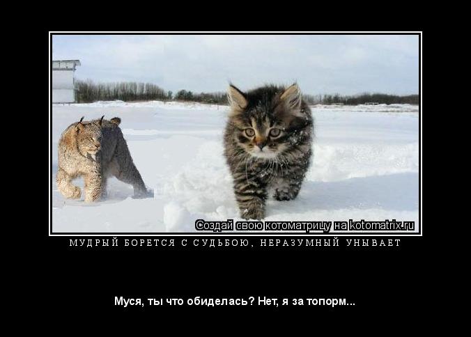 Котоматрица: М У Д Р Ы Й   Б О Р Е Т С Я   С   С У Д Ь Б О Ю ,   Н Е Р А З У М Н Ы Й   У Н Ы В А Е Т 