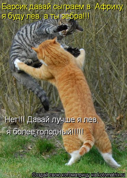 Котоматрица: Барсик давай сыграем в  Африку, я буду лев, а ты зебра!!!  Нет!!! Давай лучше я лев,  я более голодный!!!!!