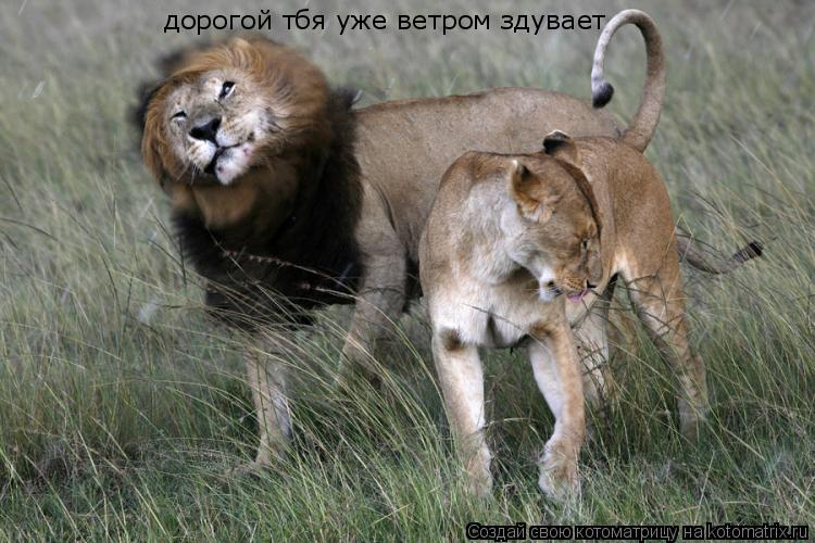 Котоматрица: дорогой тбя уже ветром здувает