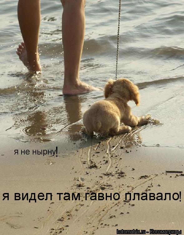 я не нырну я видел там гавно плавало ! !... Котоматрица: я не нырну я видел там гавно плавало ! !