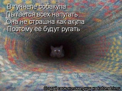 Котоматрица: В туннеле собакула Пытается всех напугать Она не страшна как акула Поэтому её будут ругать