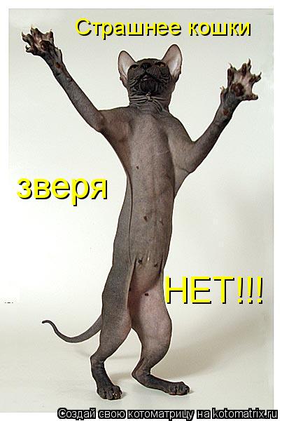 Страшнее кошки зверя НЕТ!!!... Котоматрица: Страшнее кошки зверя НЕТ!!!