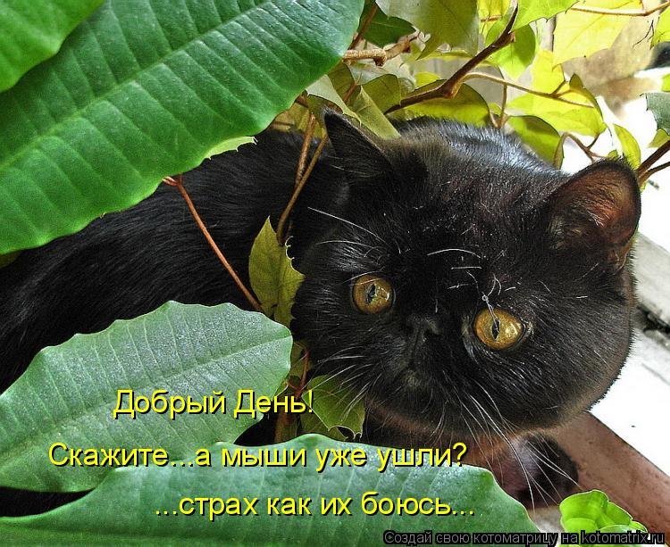 Котоматрица: Добрый День!  Скажите...а мыши уже ушли? ...страх как их боюсь...