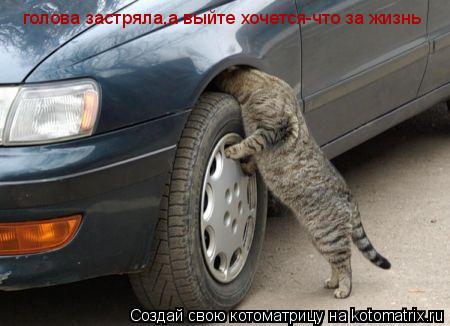 голова застряла,а выйте хочется-что за жизнь... Котоматрица: голова застряла,а выйте хочется-что за жизнь