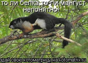 то ли белка,то ли мангуст непонятно!... Котоматрица: то ли белка,то ли мангуст непонятно!
