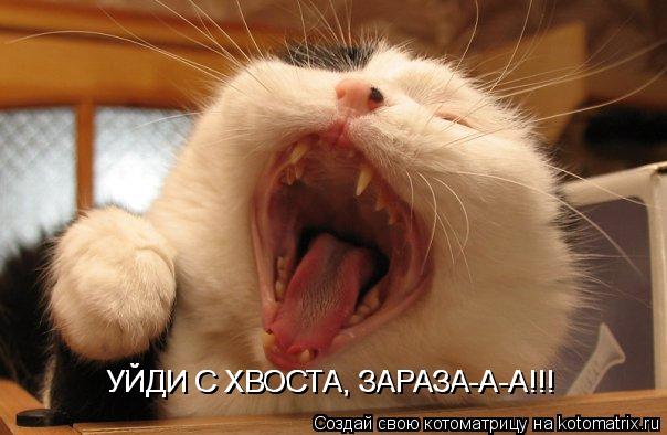 Котоматрица: УЙДИ С ХВОСТА, ЗАРАЗА-А-А!!! УЙДИ С ХВОСТА, ЗАРАЗА-А-А!!!