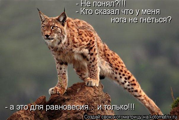 - Не понял?!!! - Не понял?!!! - Кто сказал что у меня нога не гнёться? - а это для равновесия... и то... Котоматрица: - Не понял?!!! - Не понял?!!! - Кто сказал что у меня нога не гнёться? - а это для равновесия... и только!!!