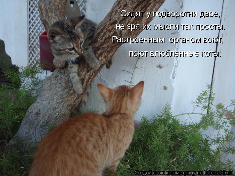 Котоматрица: Сидят у подворотни двое, не зря их мысли так просты. Растроенным  органом воют, поют влюбленные коты.