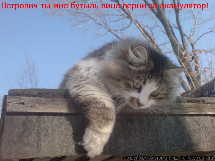 Петрович ты мне бутыль вина должен за акамулятор... Петрович ты мне бутыль вина верни за акамулятор!... Котоматрица: Петрович ты мне бутыль вина должен за акамулятор... Петрович ты мне бутыль вина верни за акамулятор!