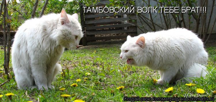 Котоматрица: ТАМБОВСКИЙ ВОЛК ТЕБЕ БРАТ!!!
