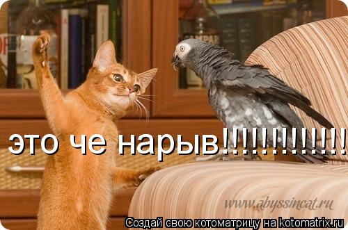 Котоматрица: это че нарыв!!!!!!!!!!!!!!