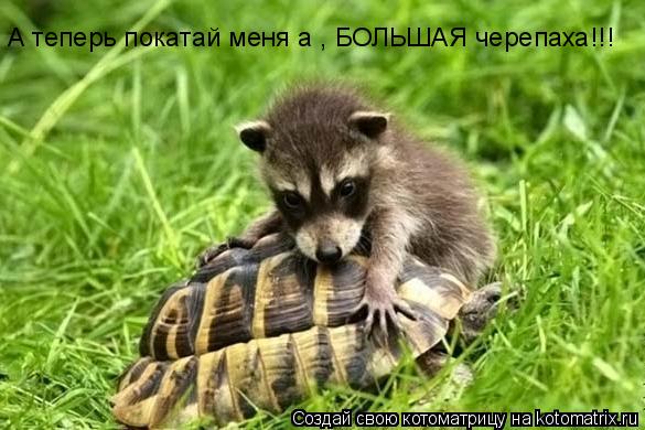 А теперь покатай меня а , БОЛЬШАЯ черепаха!!!... Котоматрица: А теперь покатай меня а , БОЛЬШАЯ черепаха!!!