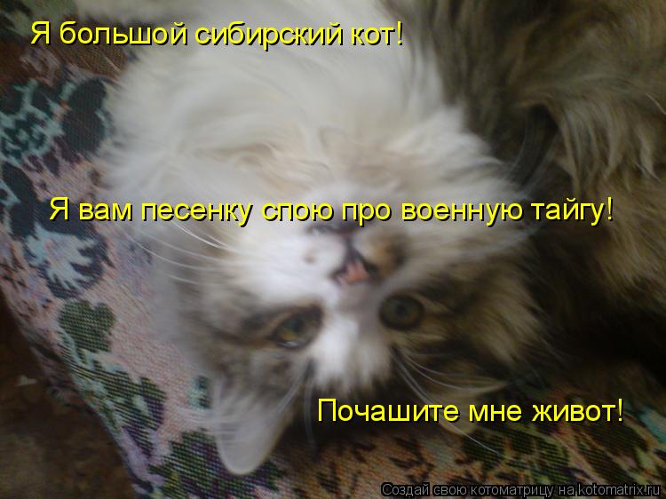 Котоматрица: Я большой сибирский кот! Почашите мне живот! Я вам песенку спою про военную тайгу!