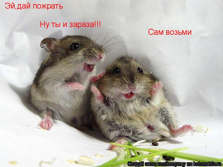 Котоматрица: Эй,дай пожрать Сам возьми Ну ты и зараза!!!