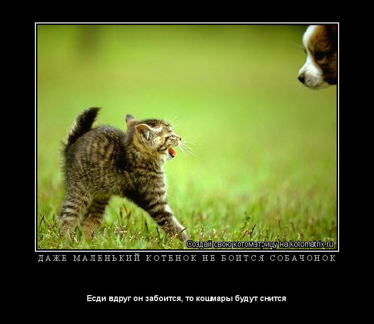 Котоматрица: Д А Ж Е   М А Л Е Н Ь К И Й   К О Т Е Н О К   Н Е   Б О И Т С Я   С О Б А Ч О Н О К 