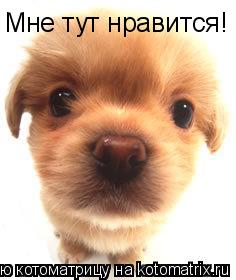 Котоматрица: Мне тут нравится!