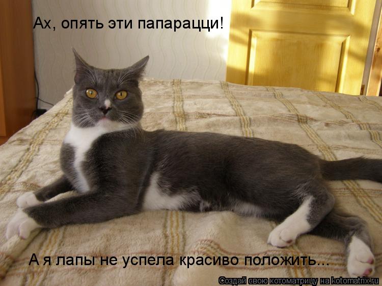 Котоматрица: Ах, опять эти папарацци! A я лапы не успела красиво положить...