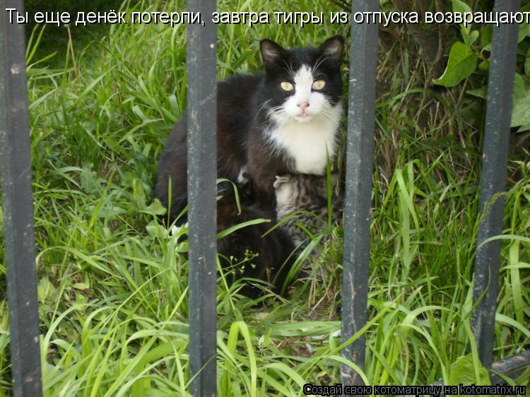 Котоматрица: Ты еще денёк потерпи, завтра тигры из отпуска возвращаются.
