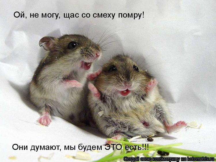 Котоматрица: Ой, не могу, щас со смеху помру! Они думают, мы будем ЭТО есть!!!