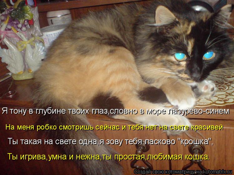 Котоматрица: Я тону в глубине твоих глаз,словно в море лазурево-синем На меня робко смотришь сейчас и тебя нет на свете красивей Ты такая на свете одна,я 