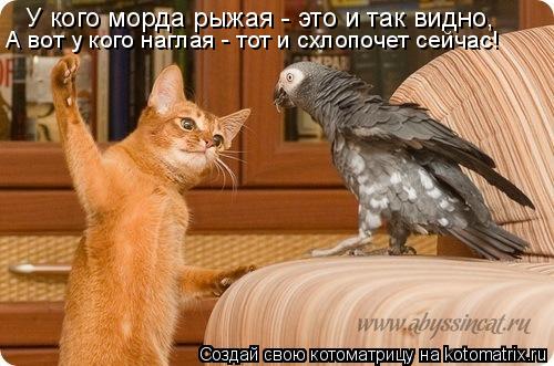 Котоматрица: У кого морда рыжая - это и так видно, А вот у кого наглая - тот и схлопочет сейчас!