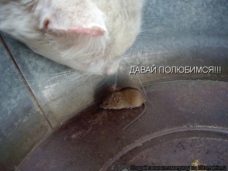 Котоматрица: ДАВАЙ ПОЛЮБИМСЯ!!!