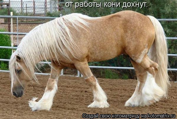 Котоматрица: от работы кони дохнут.