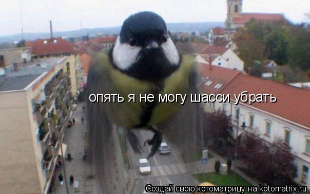 Котоматрица: опять я не могу шасси убрать