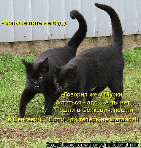 Котоматрица: -Больше пить не буду... -Говорил же у Мурки  остаться надо... А ты нет... "Пошли в Сенкевич, пошли  в Сенкевич.." Вот и иди теперь,не шатайся!!