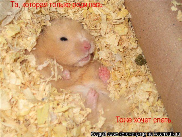 Котоматрица: Та, которая только родилась.. Тоже хочет спать.