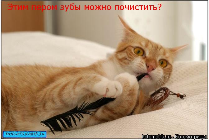 Этим пером зубы можно почистить?... Котоматрица: Этим пером зубы можно почистить?