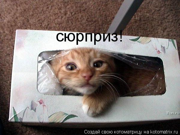 Котоматрица: сюрприз!