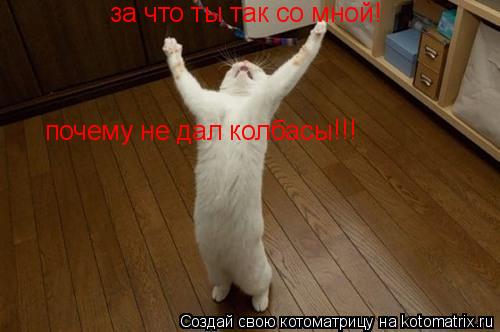 Котоматрица: за что ты так со мной! почему не дал колбасы !!!