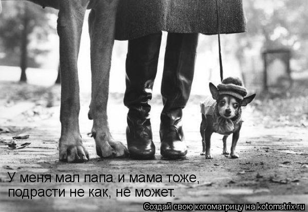Котоматрица: У меня мал папа и мама тоже, подрасти не как, не может.