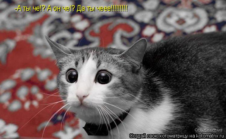 Котоматрица: -А ты че!? А он че!? Да ты чеее!!!!!!!!!