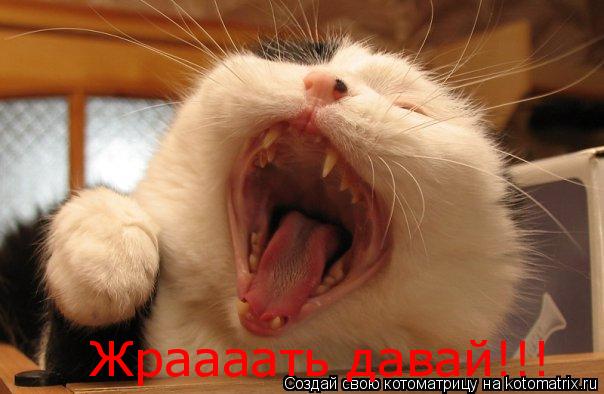 Жраааать давай!!!... Котоматрица: Жраааать давай!!!