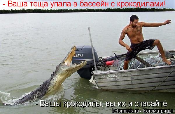 Котоматрица: - Ваша теща упала в бассейн с крокодилами! - Вашы крокодилы, вы их и спасайте