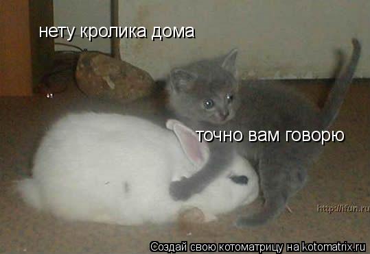 Котоматрица: нету кролика дома точно вам говорю
