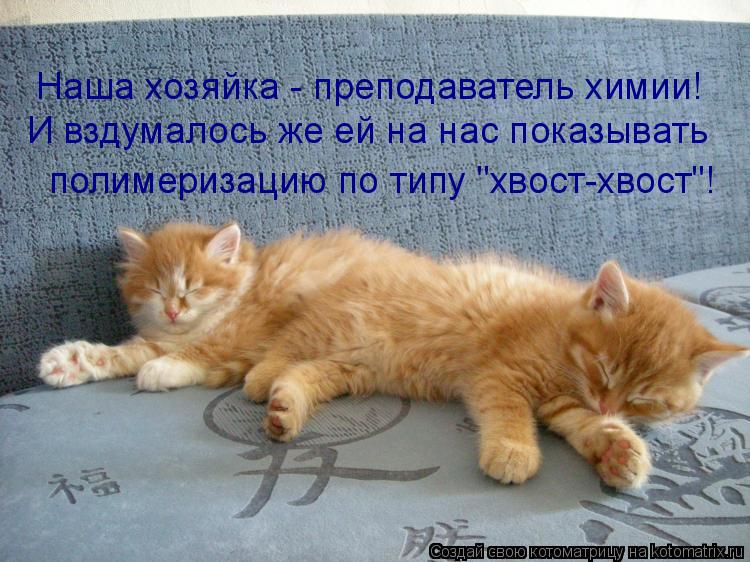 Котоматрица: Наша хозяйка - преподаватель химии! И вздумалось же ей на нас показывать полимеризацию по типу "хвост-хвост"!
