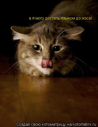 Котоматрица: а я могу достать языком до носа!