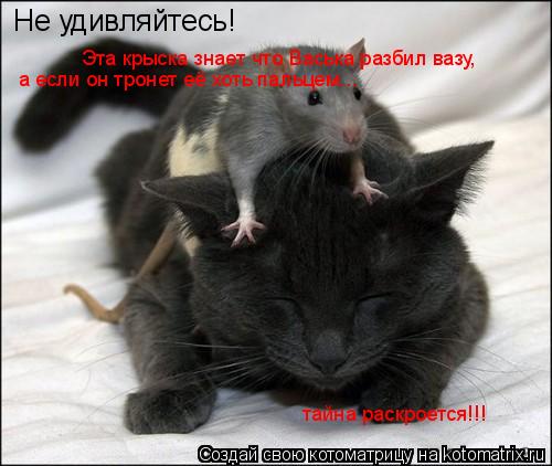 Не удивляйтесь! Эта крыска знает что Васька разбил вазу, а если он тронет её хоть пальцем... тайна ра... Котоматрица: Не удивляйтесь! Эта крыска знает что Васька разбил вазу, а если он тронет её хоть пальцем... тайна раскроется!!!