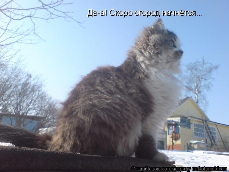 Котоматрица: Да-а! Скоро огород начнётся....