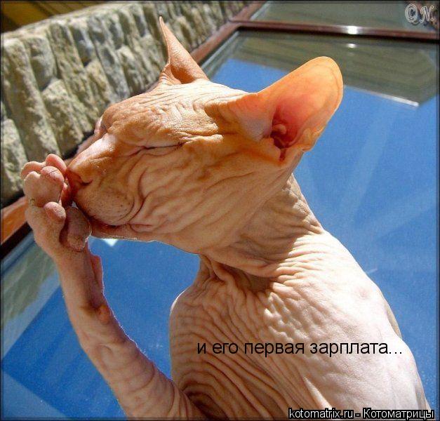 и его первая зарплата...... Котоматрица: и его первая зарплата...