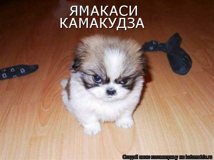Котоматрица: ЯМАКАСИ КАМАКУДЗА