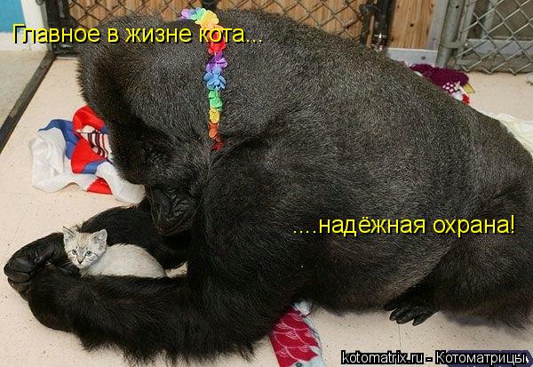 Котоматрица: Главное в жизне кота... ....надёжная охрана!