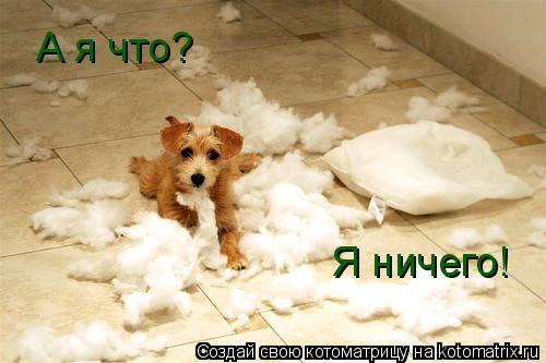 Котоматрица: А я что? Я ничего!