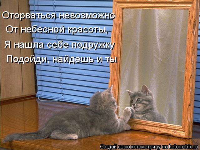 Котоматрица: Оторваться невозможно От небесной красоты, Я нашла себе подружку Подойди, найдешь и ты