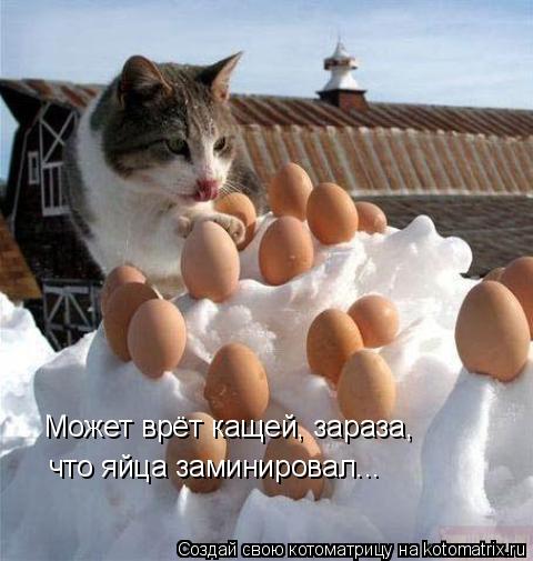 Котоматрица: что яйца заминировал... Может врёт кащей, зараза,