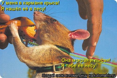 У меня в кармане крыса! Я нашёл её в лесу! Она мокрая и лысая! Я тебе её несу!... Котоматрица: У меня в кармане крыса! Я нашёл её в лесу! Она мокрая и лысая! Я тебе её несу!